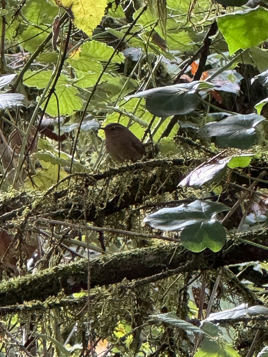 Pacific Wren - ML644997586