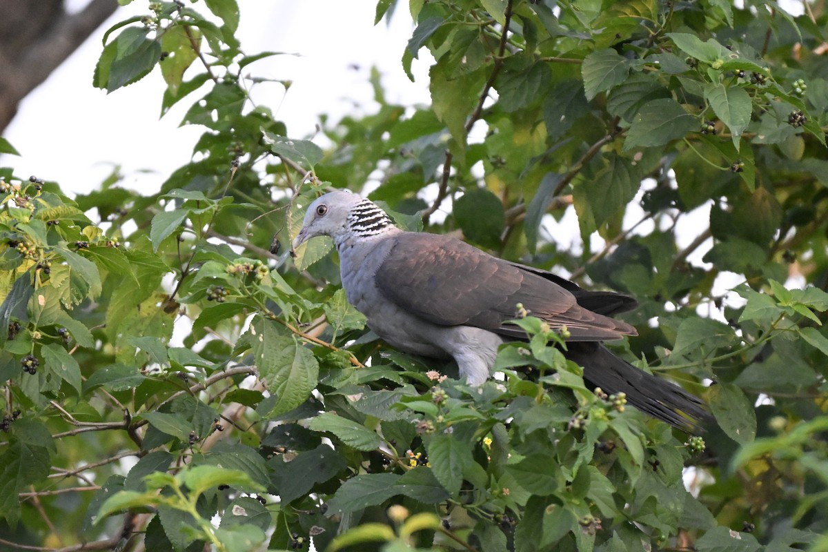 Nilgiri Wood-Pigeon - ML644997587
