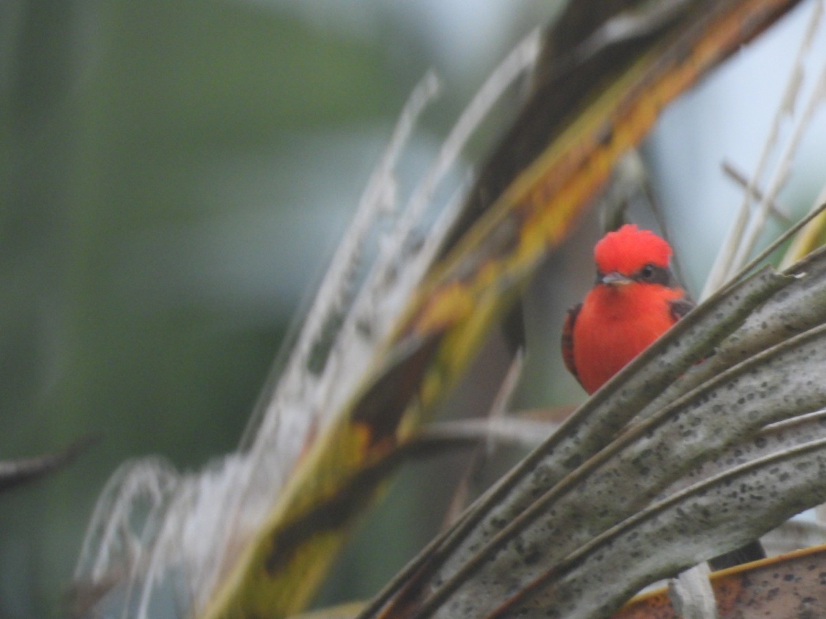 Vermilion Flycatcher - ML644997623