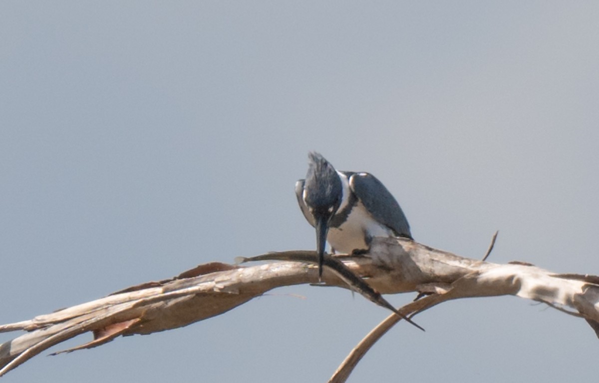 Martin handi iparramerikarra - ML644997639