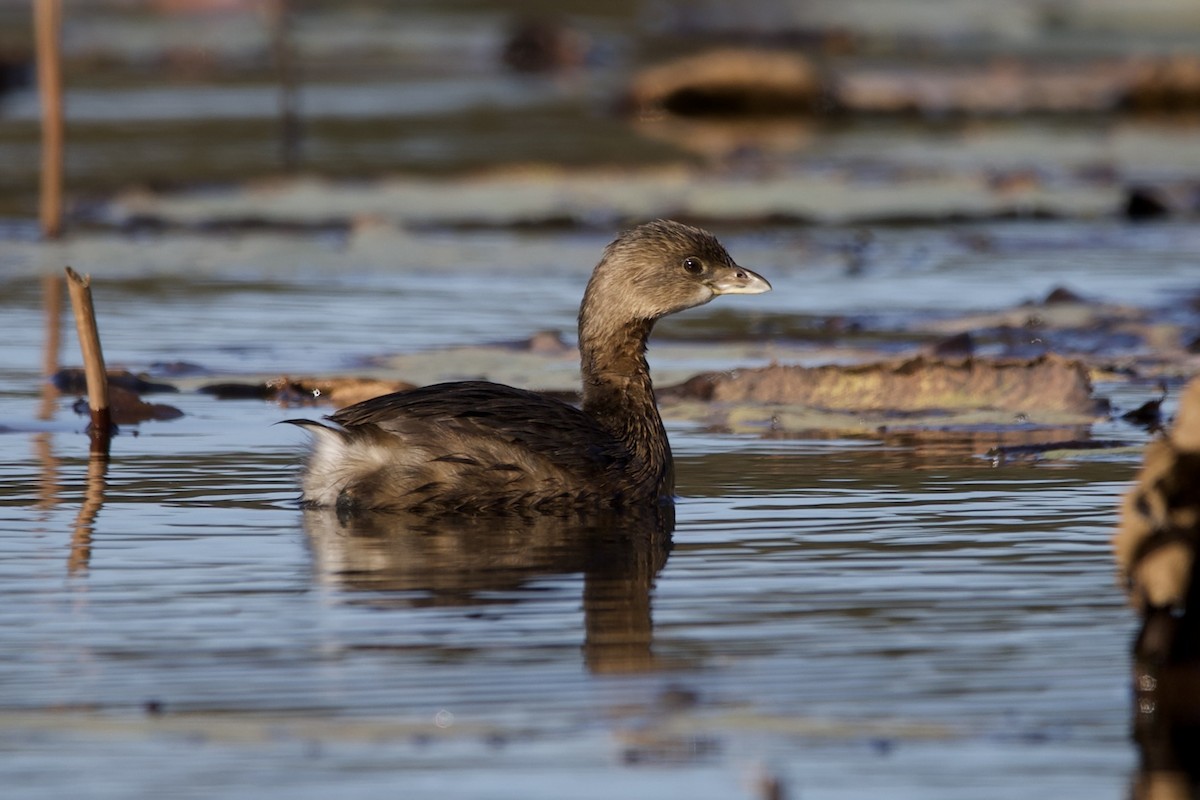 Pied-billed Grebe - ML644997646