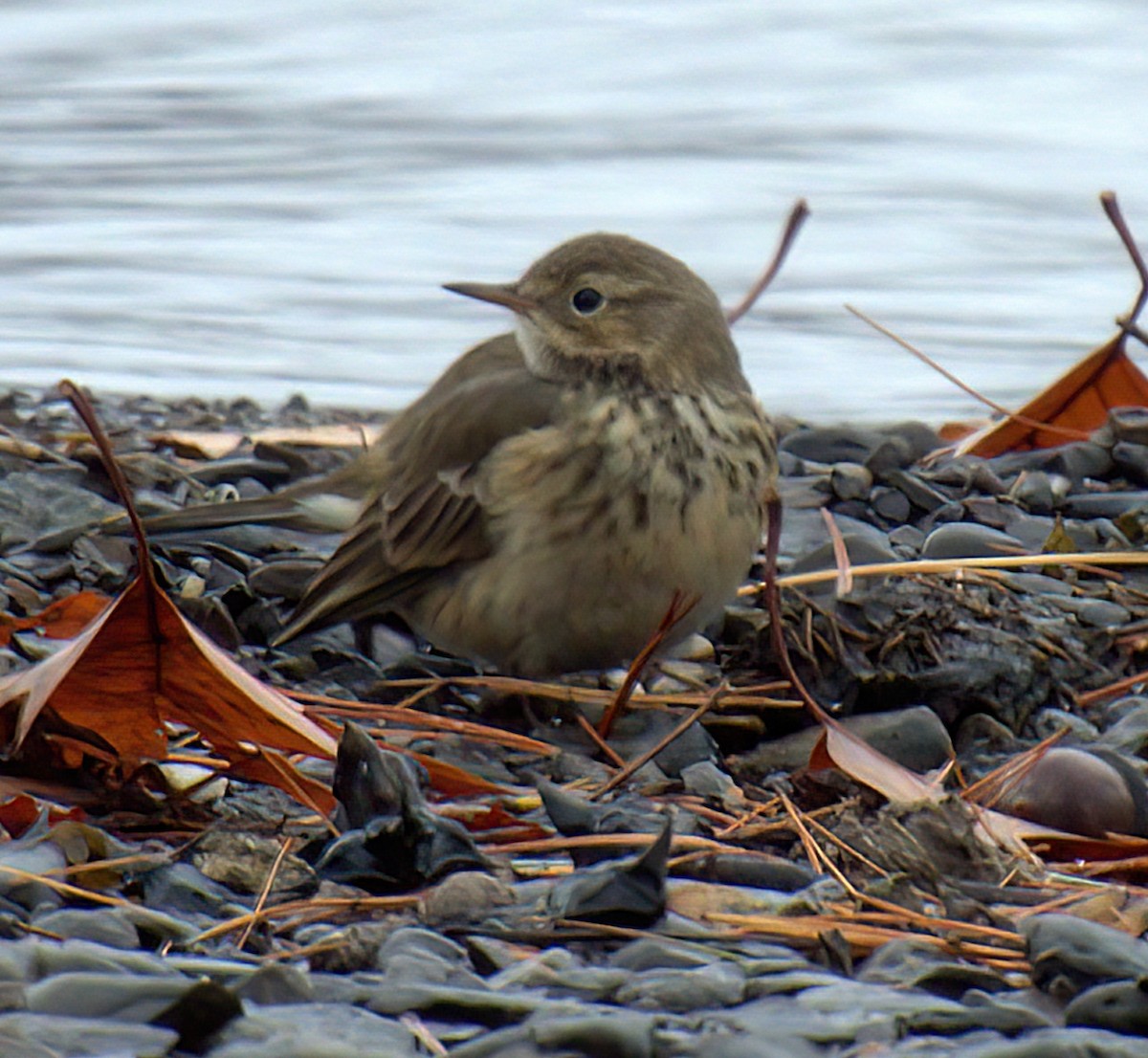 American Pipit - ML644997652