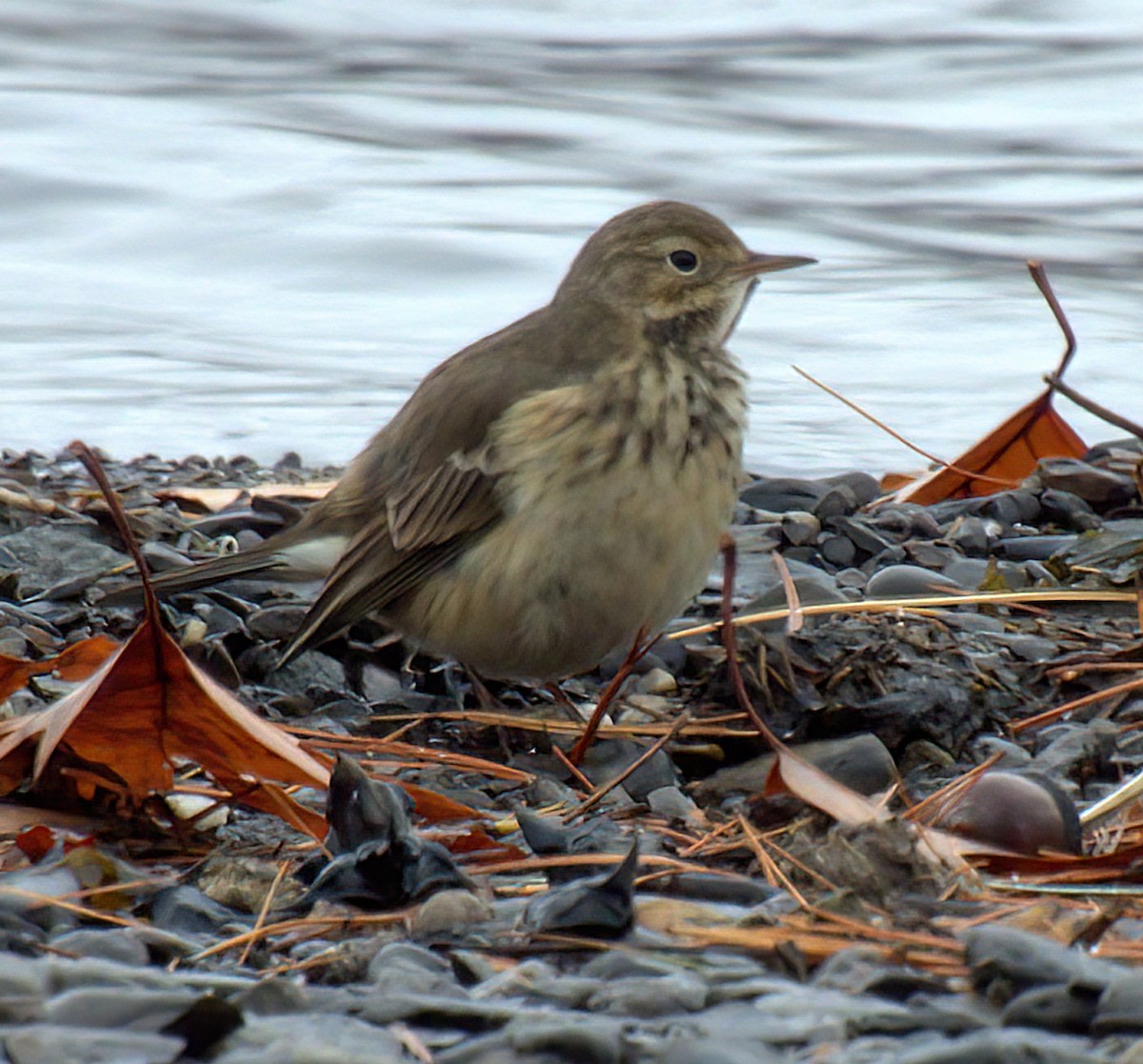 American Pipit - ML644997653