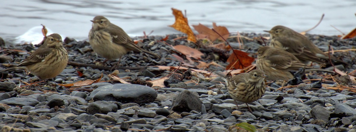American Pipit - ML644997654