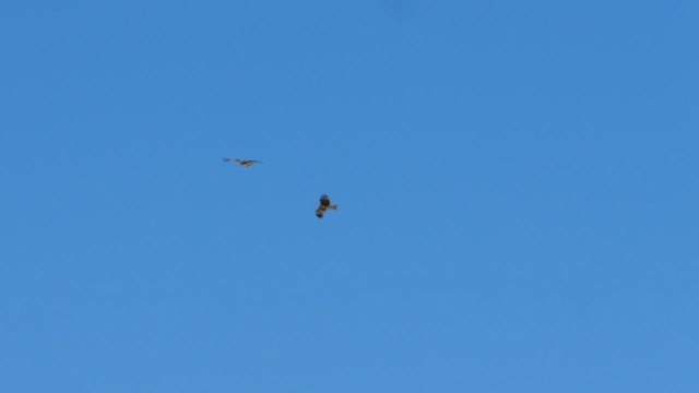 Шуліка чорний (підвид lineatus/formosanus) - ML644997659