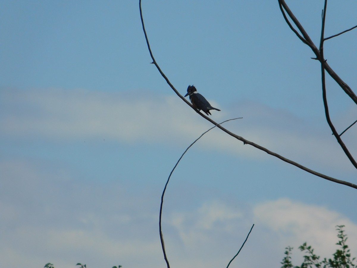 Martin handi iparramerikarra - ML644997665