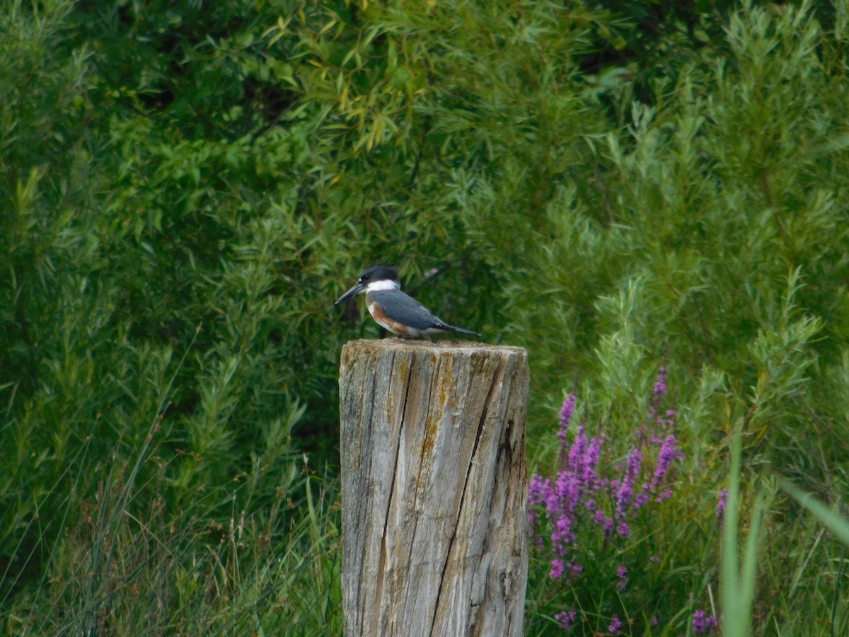 Martin handi iparramerikarra - ML644997671