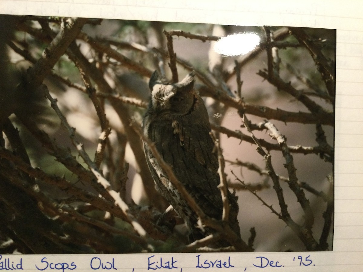 Pallid Scops-Owl - ML644997675