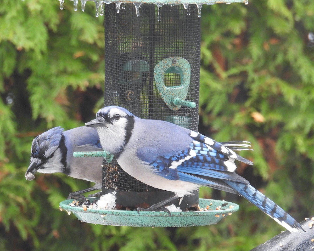 Blue Jay - ML644997677