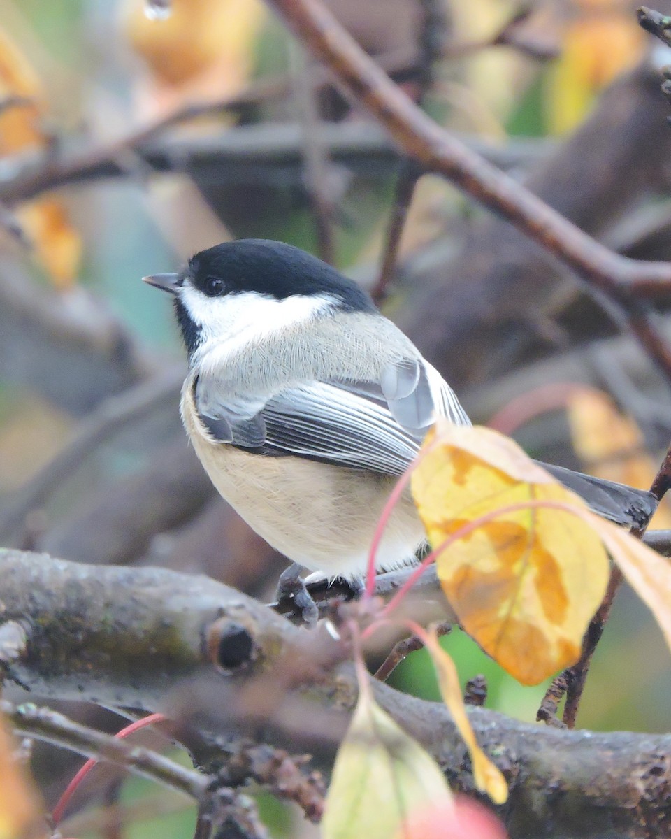 Гаїчка світлокрила - ML644997686