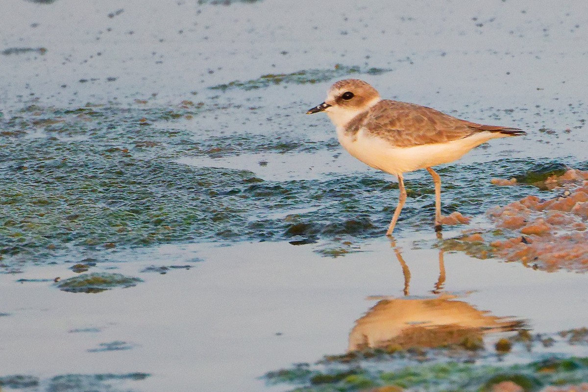 Tibetan Sand-Plover - ML644997689
