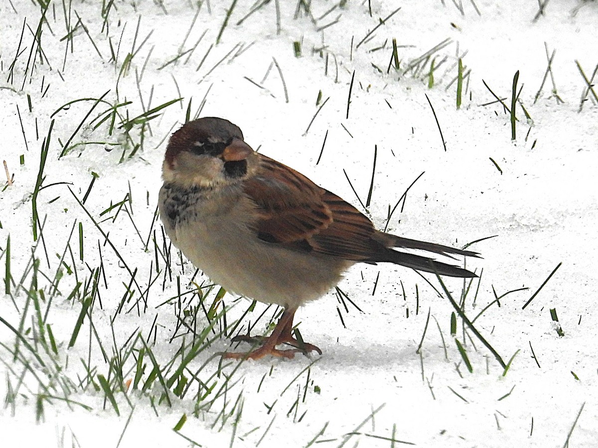 House Sparrow - ML644997694