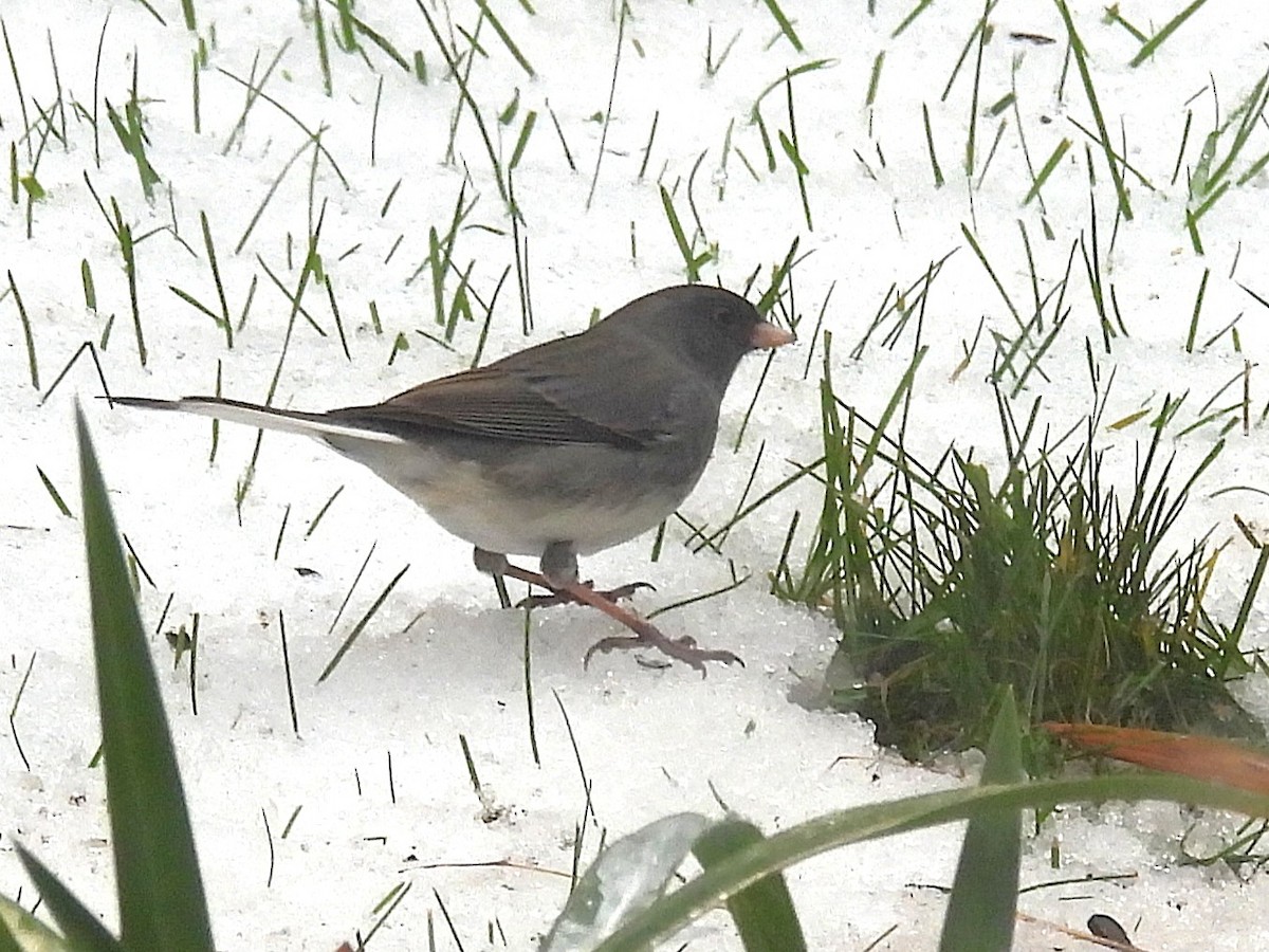 Dark-eyed Junco - ML644997697