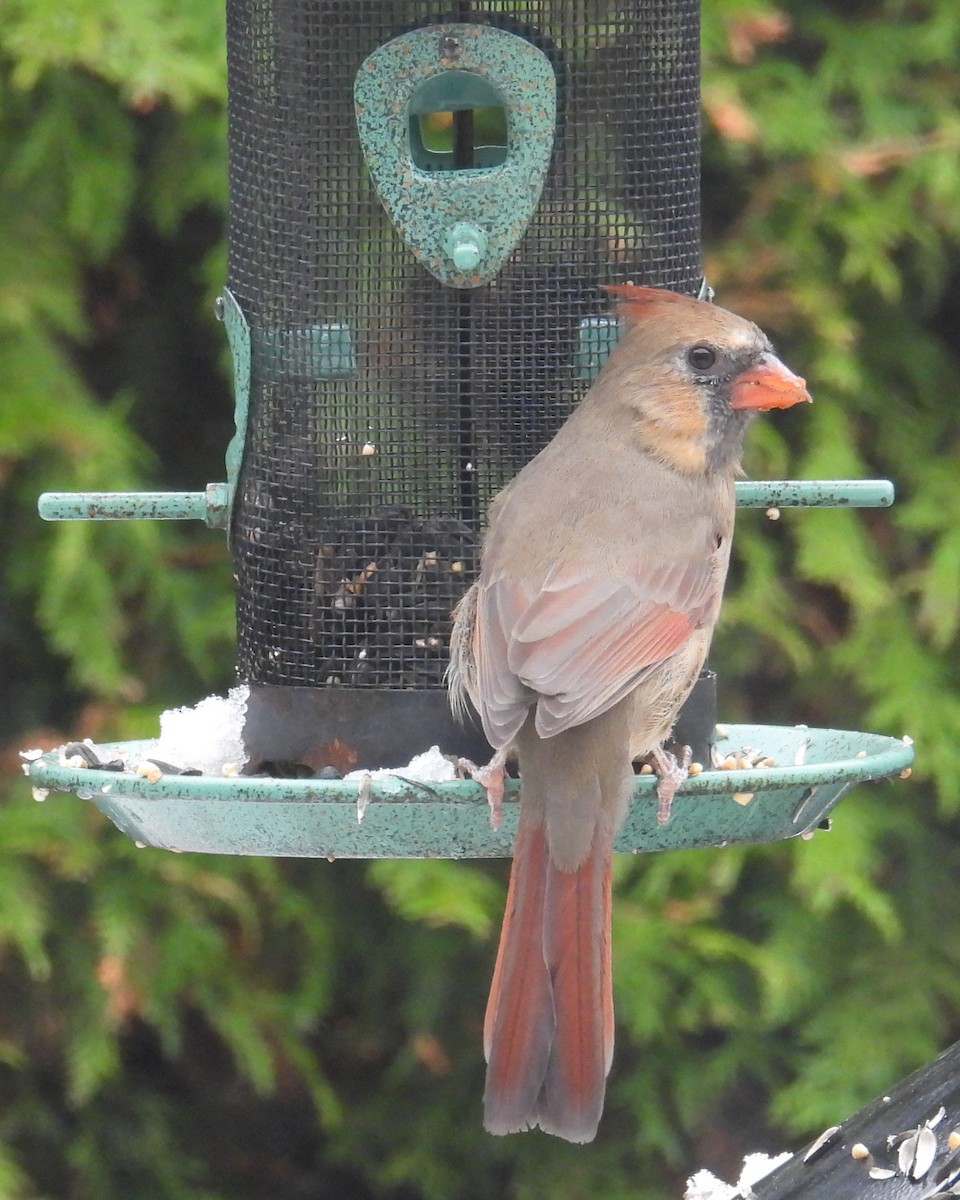 Northern Cardinal - ML644997702