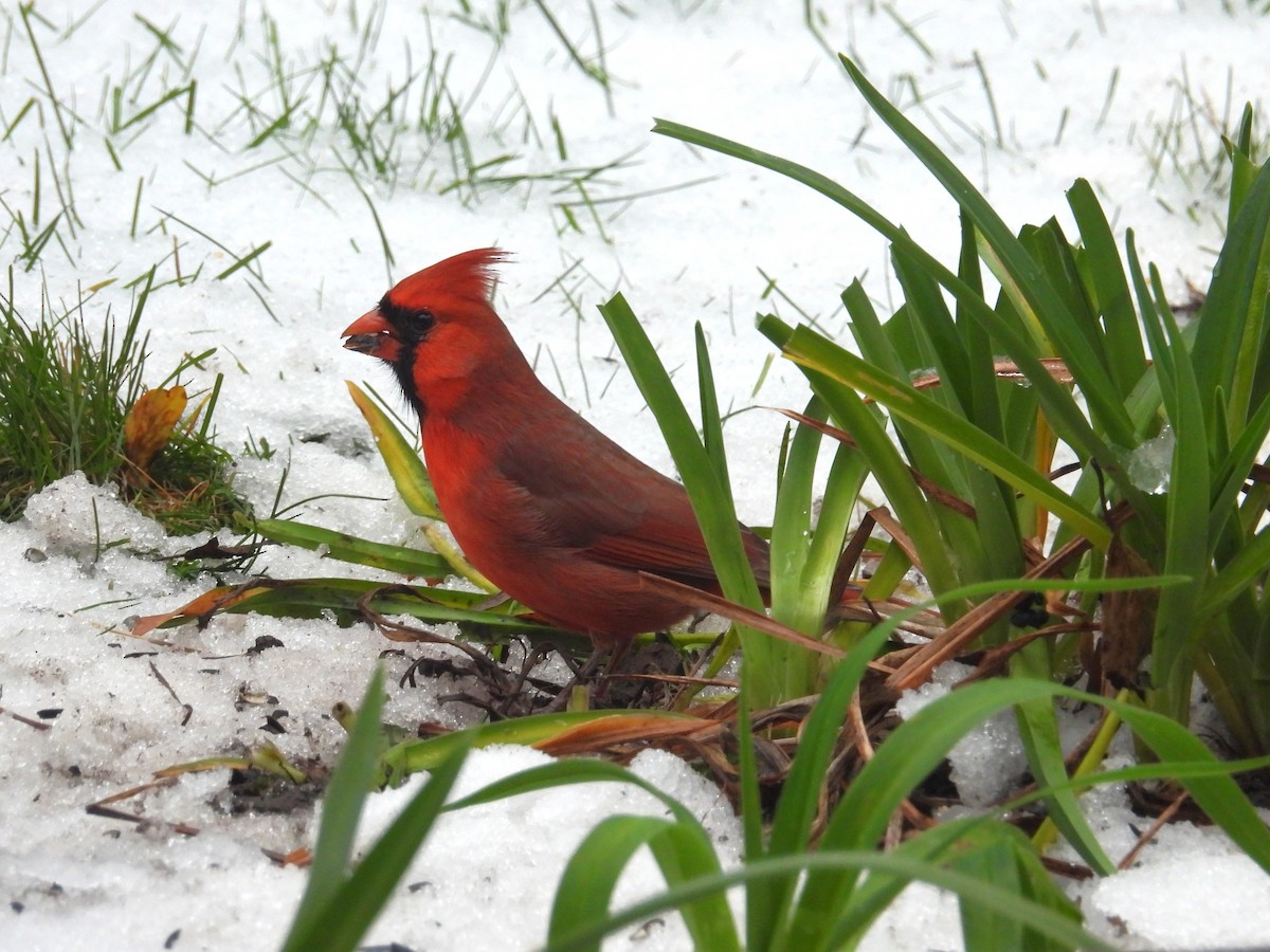 Northern Cardinal - ML644997707