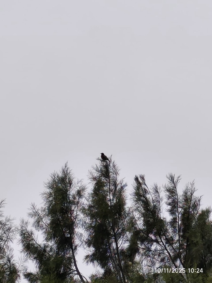 Peruvian Meadowlark - ML644997716