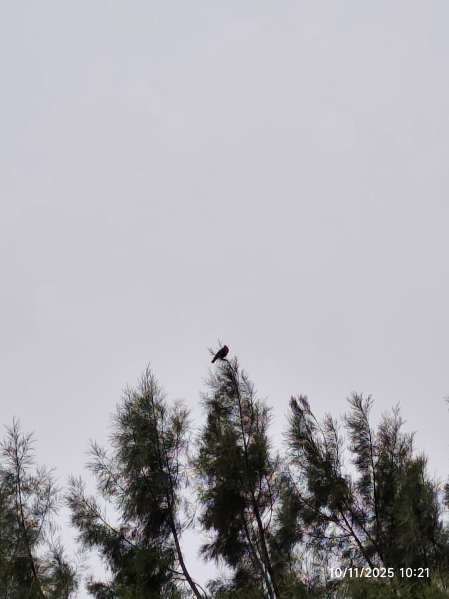 Peruvian Meadowlark - ML644997717