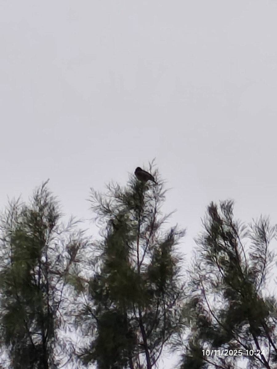 Peruvian Meadowlark - ML644997718