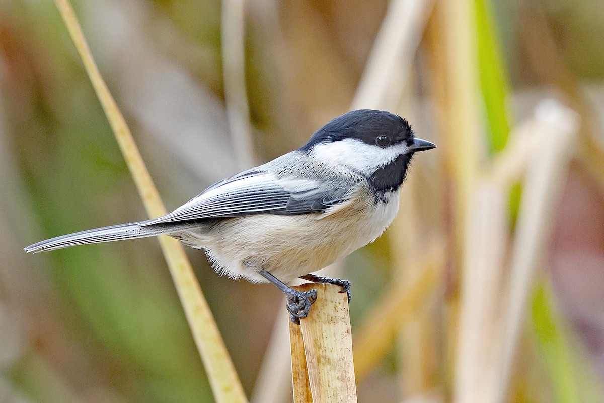 Гаїчка світлокрила - ML644997732