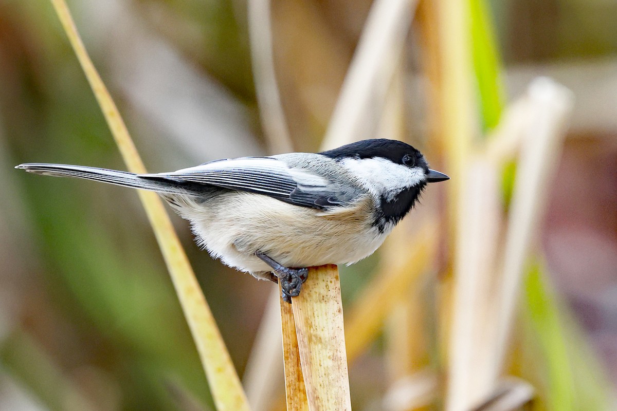 Гаїчка світлокрила - ML644997736