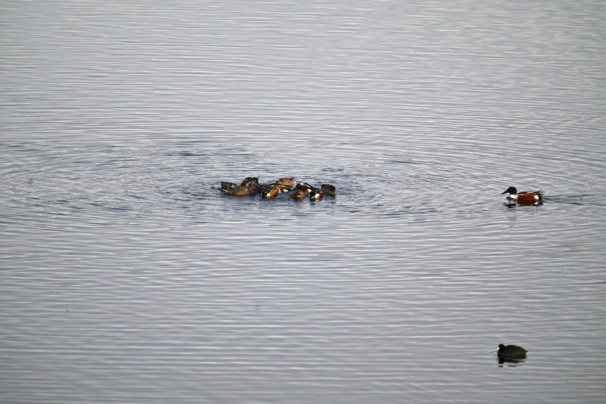 Ahate mokozabal zuria - ML644997742