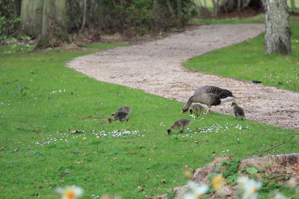 Oca selvatica - ML644997750