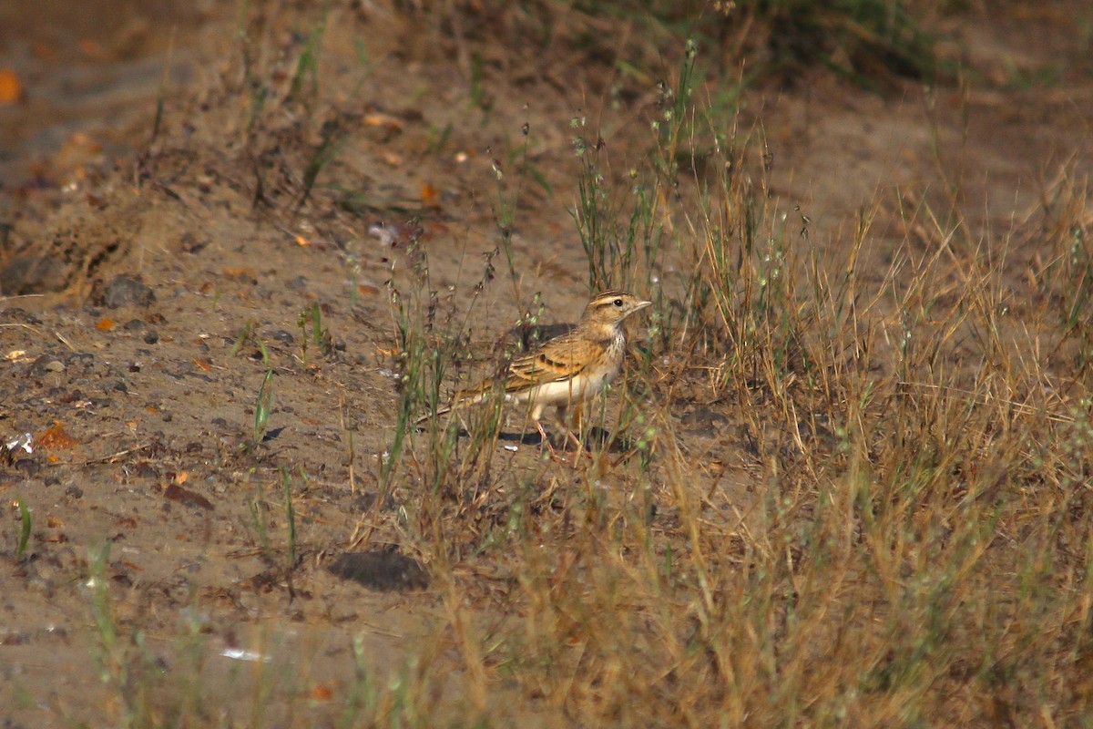 Alouette de Sykes - ML644997772