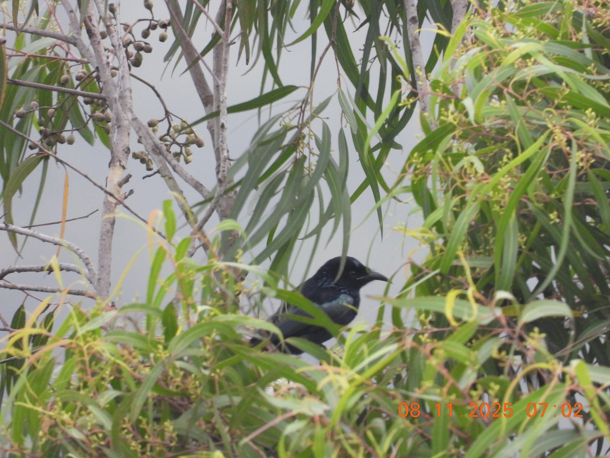 Hair-crested Drongo - ML644997789