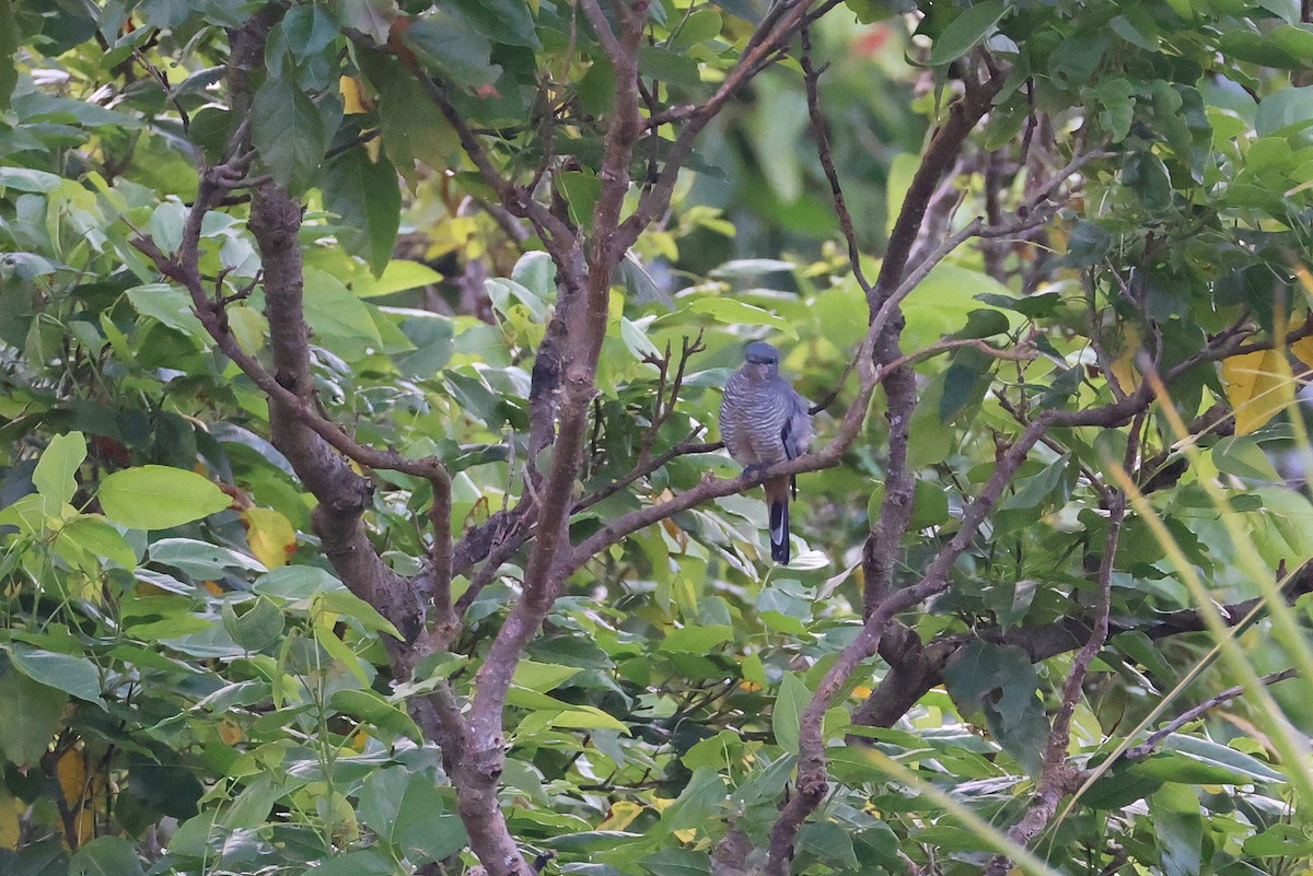 Sulawesi Cicadabird - ML644997794