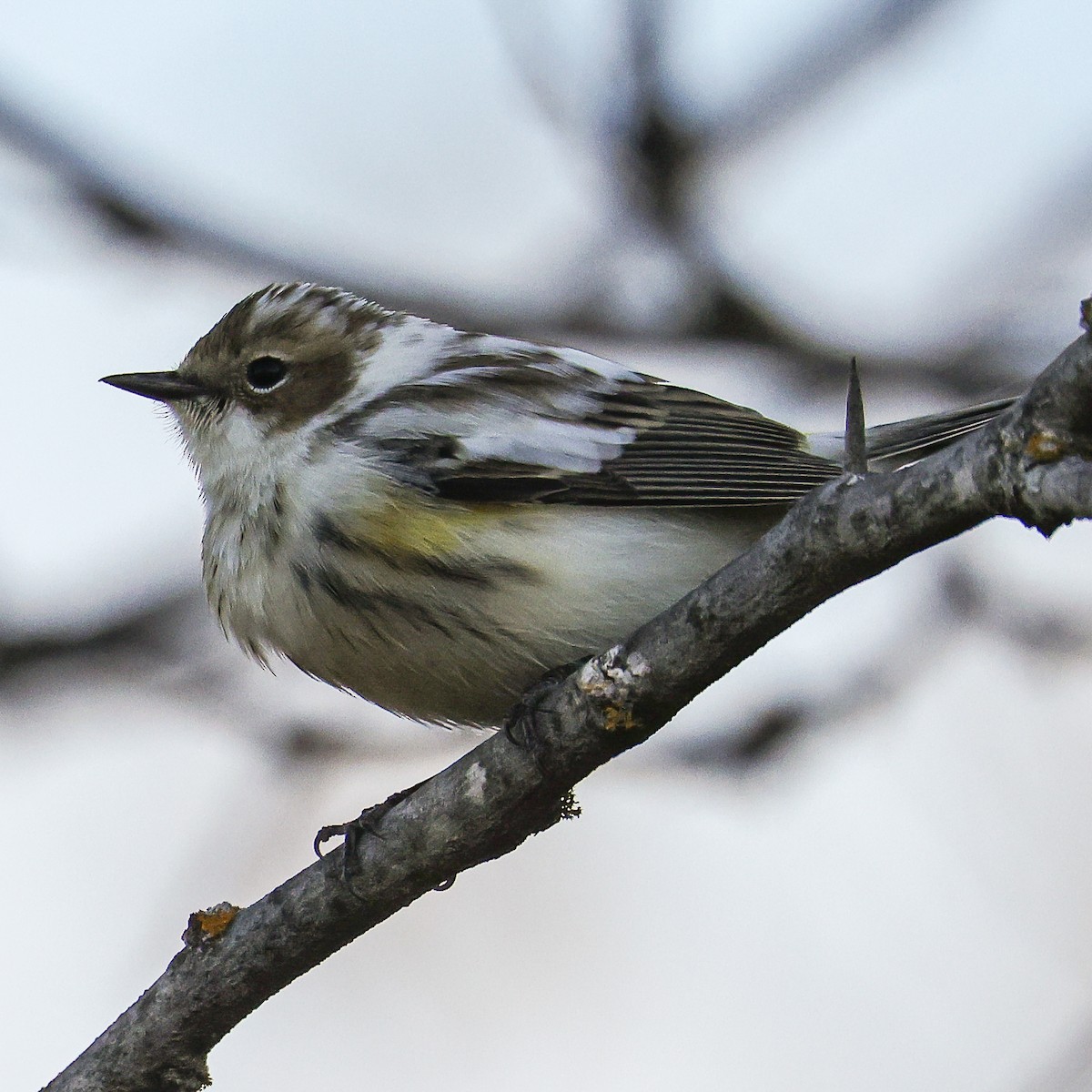 Yellow-rumped Warbler - ML644997809