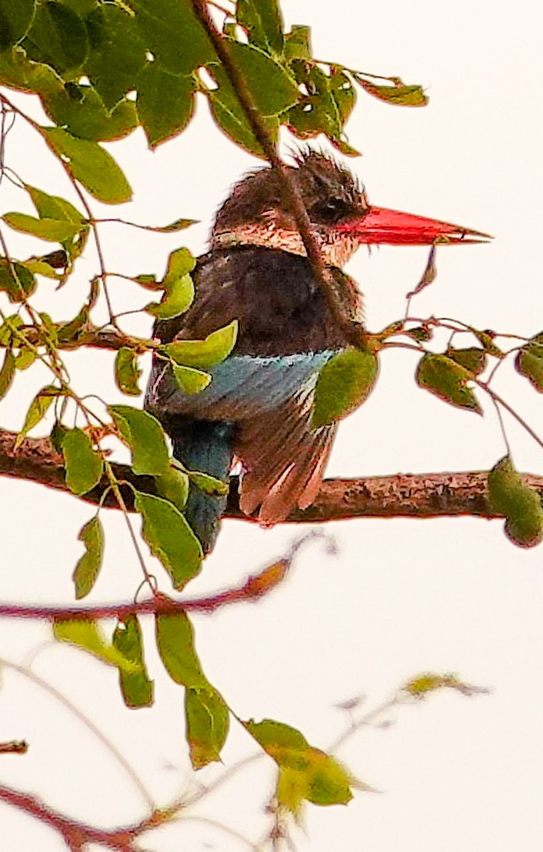 Striped Kingfisher - ML644997817