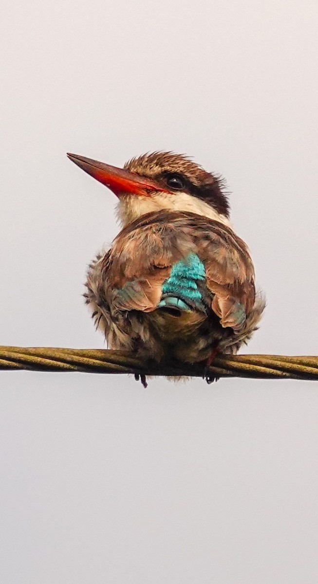 Striped Kingfisher - ML644997818
