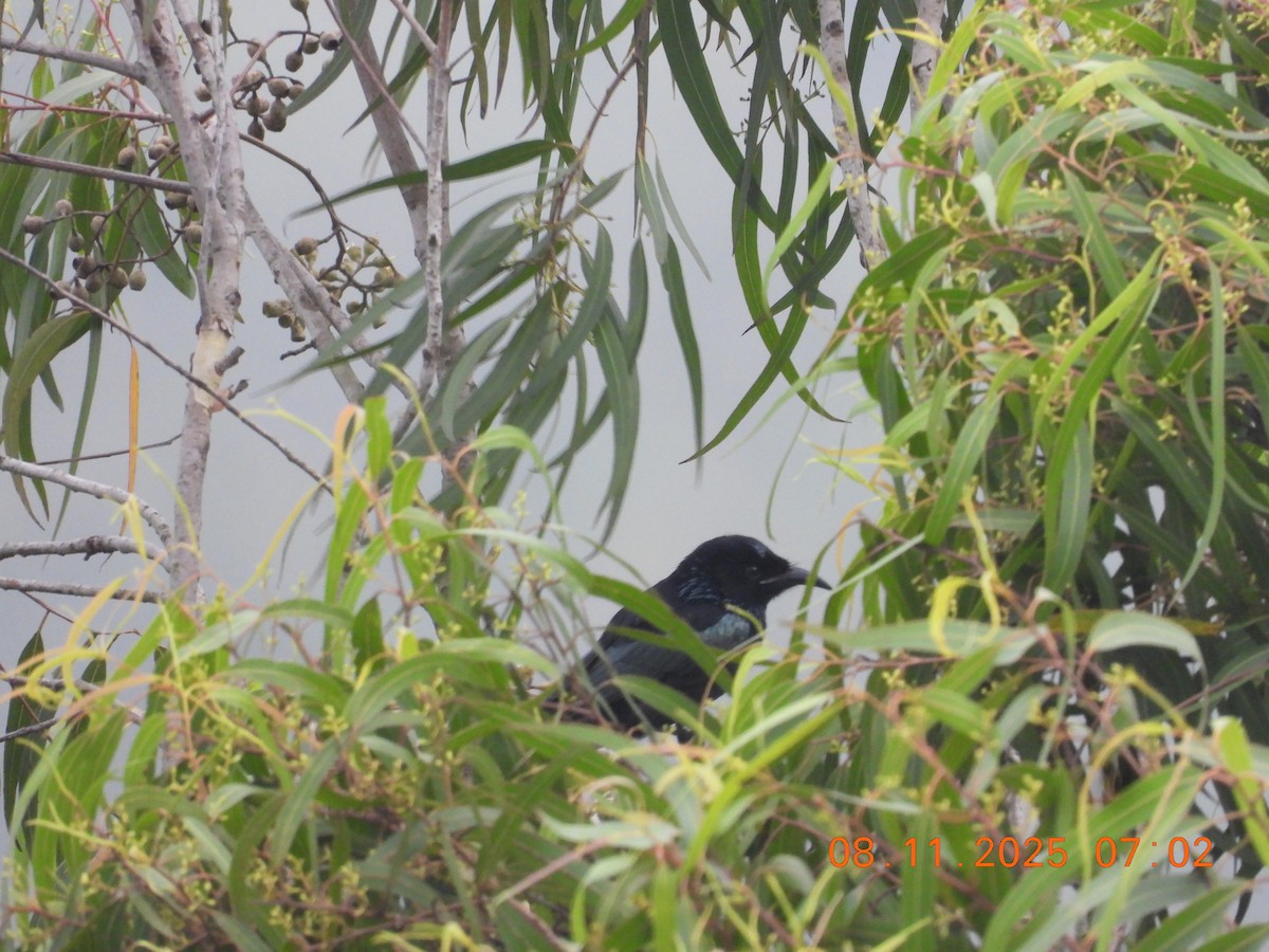 Hair-crested Drongo - ML644997829