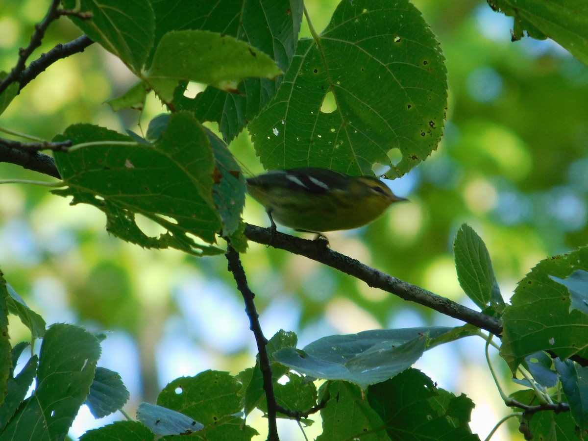 Blackburnian Warbler - ML644997838