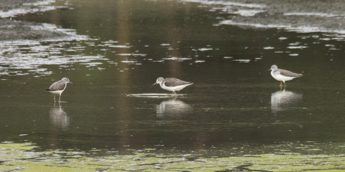 Common Greenshank - ML644997840