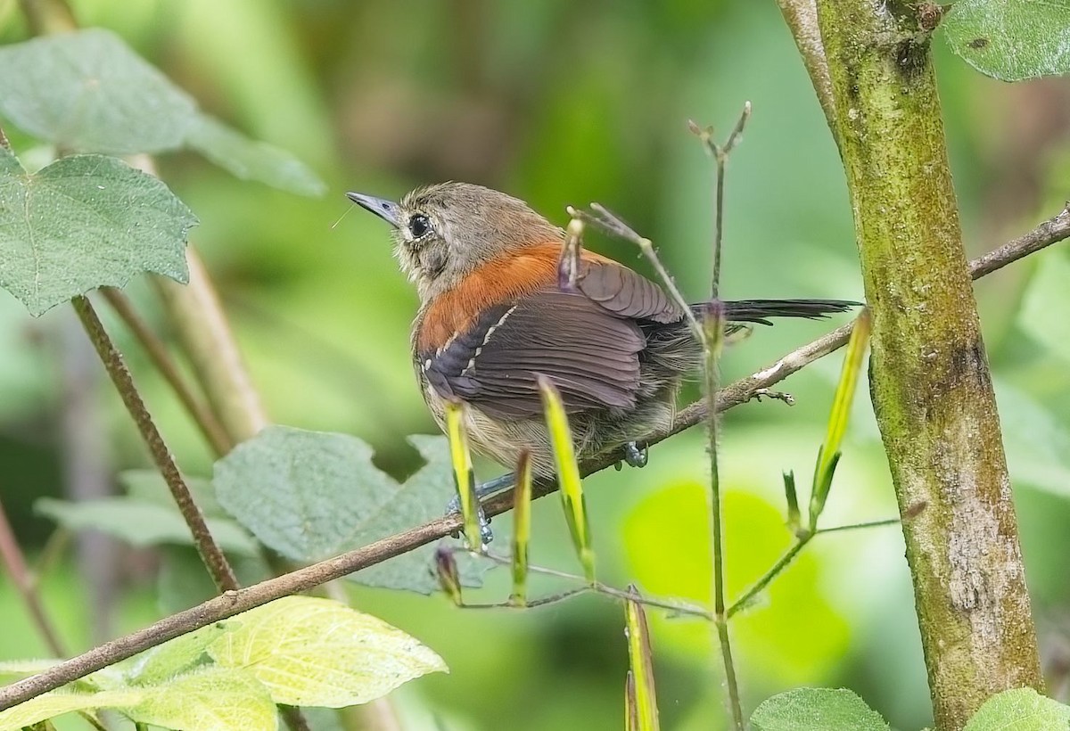 Black-hooded Antwren - ML644997843