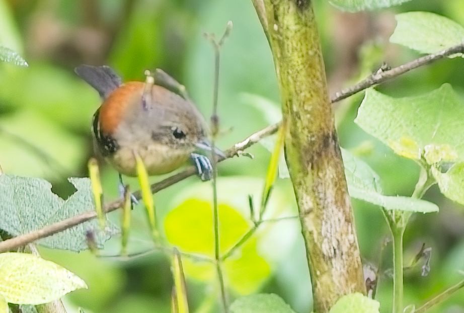 Black-hooded Antwren - ML644997844