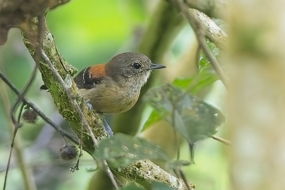 Black-hooded Antwren - ML644997845