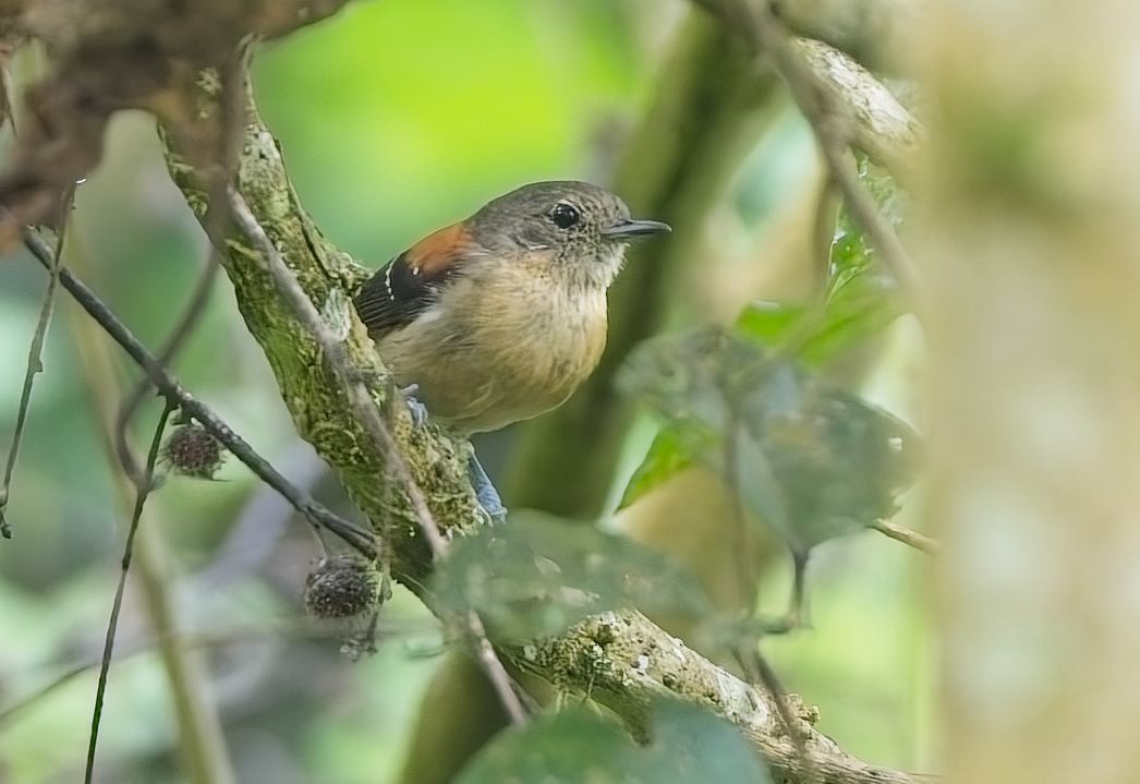 Black-hooded Antwren - ML644997846