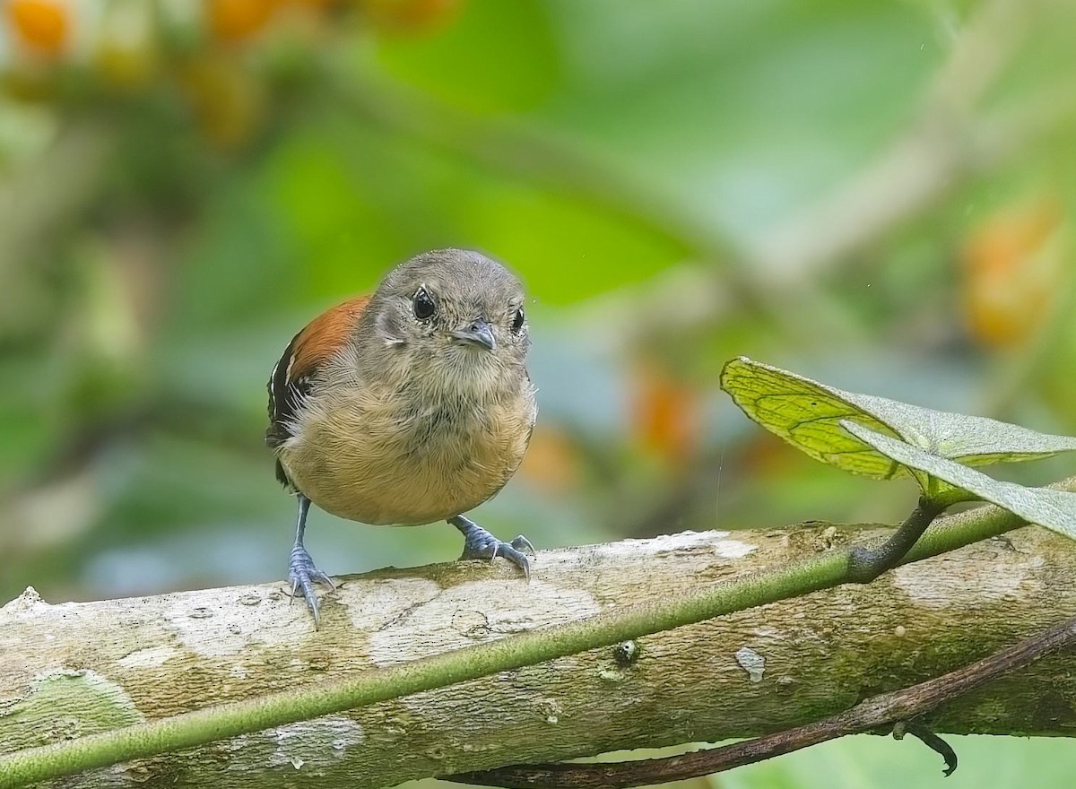 Black-hooded Antwren - ML644997847