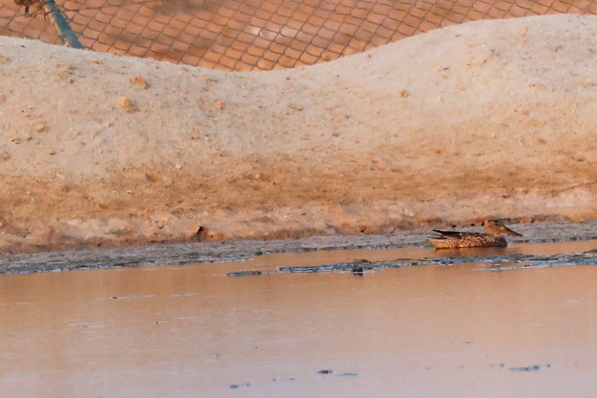 Ahate mokozabal zuria - ML644997848