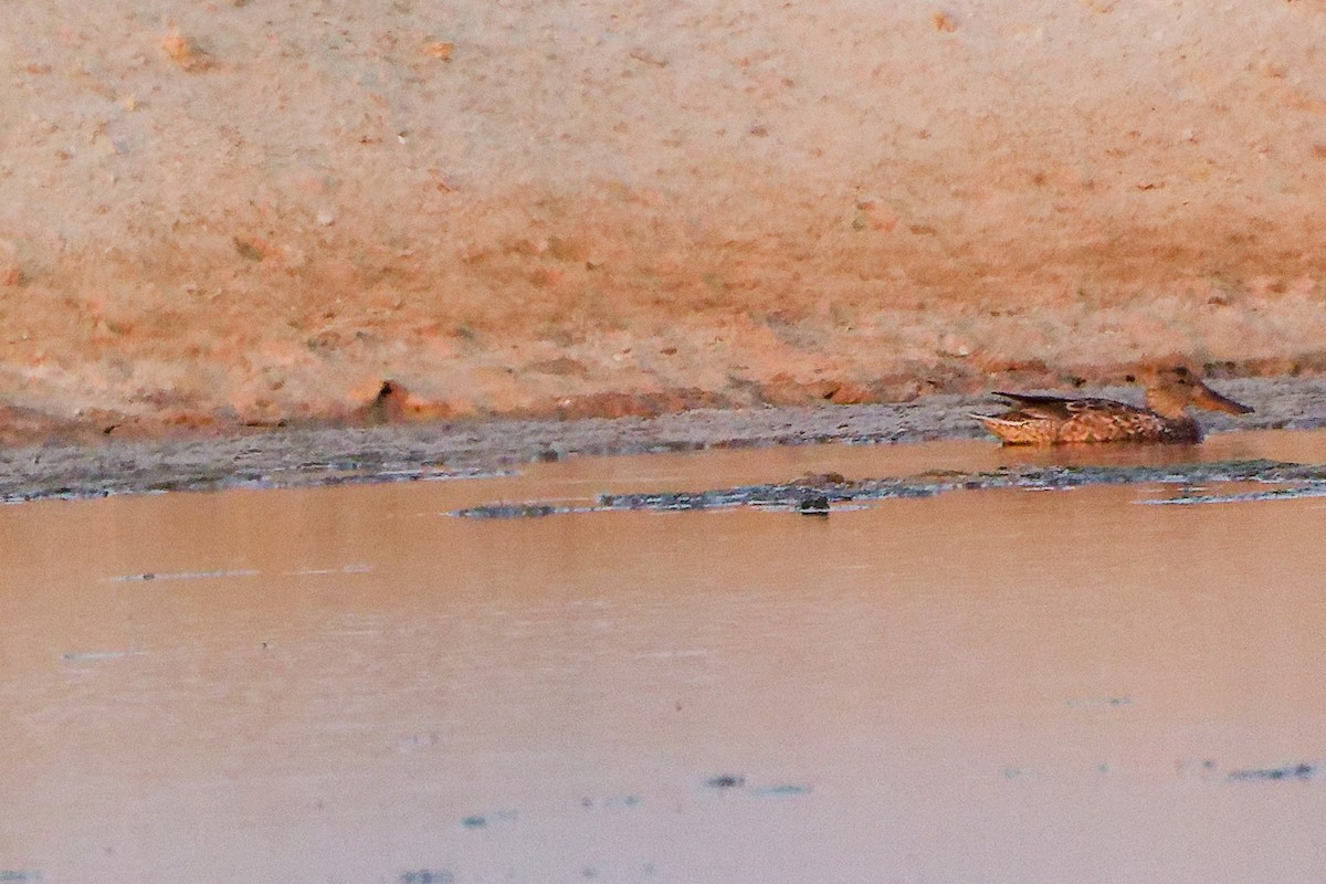 Ahate mokozabal zuria - ML644997858