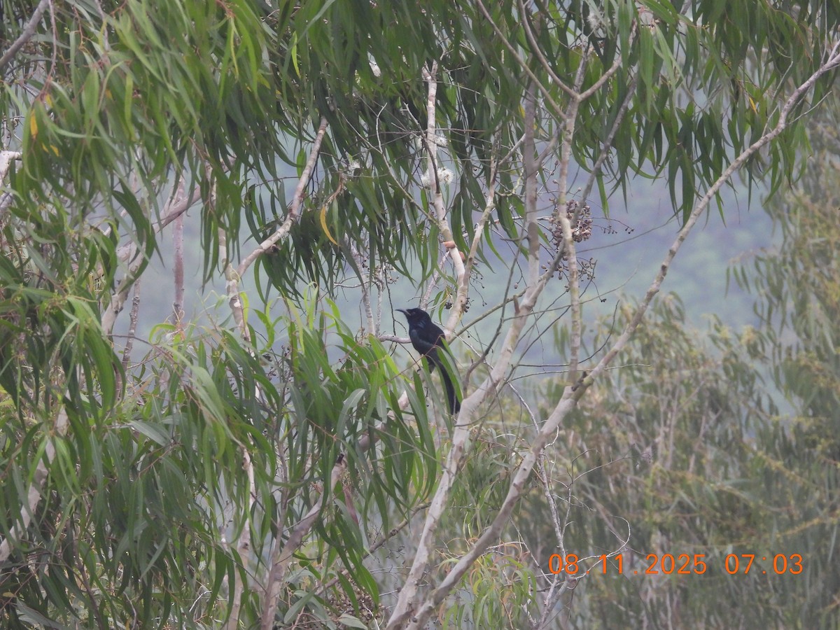 Hair-crested Drongo - ML644997860