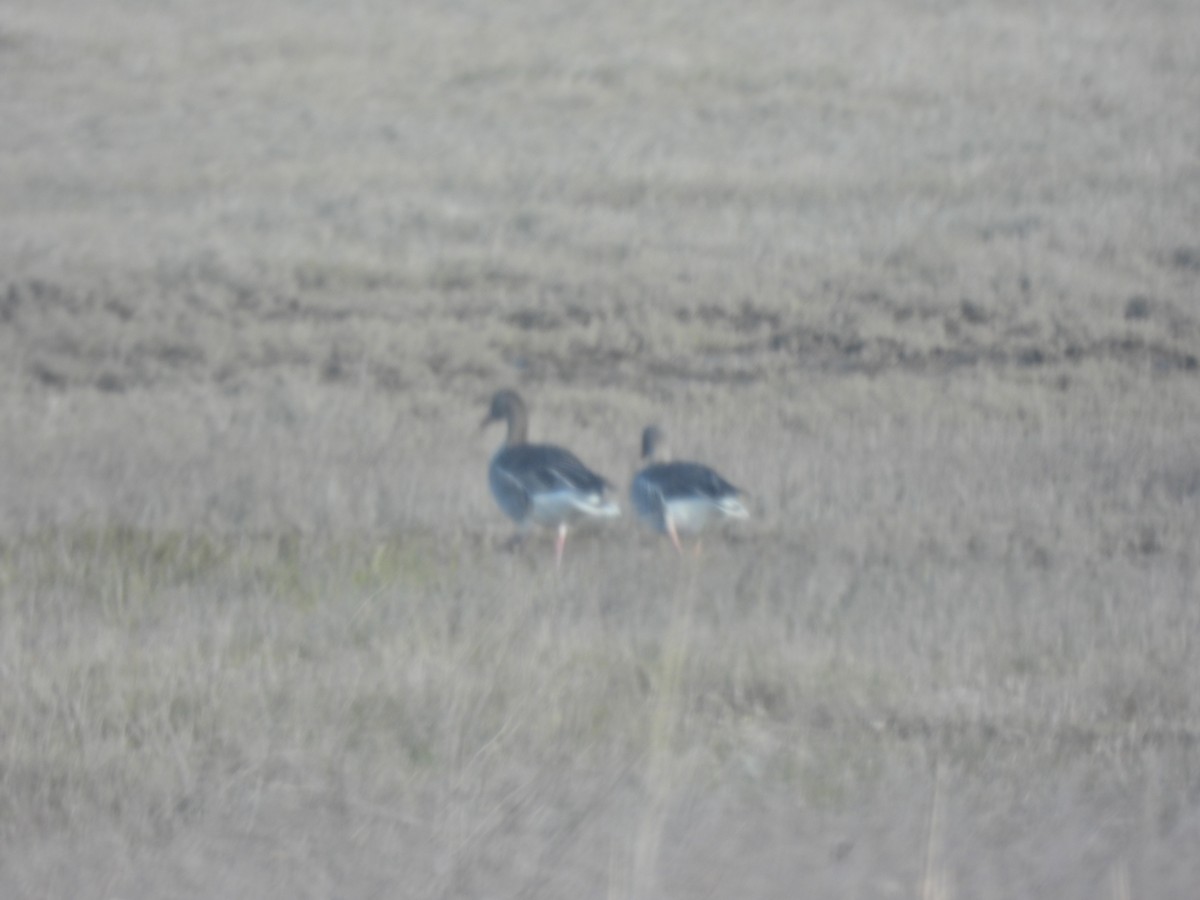 Oca selvatica - ML644997872