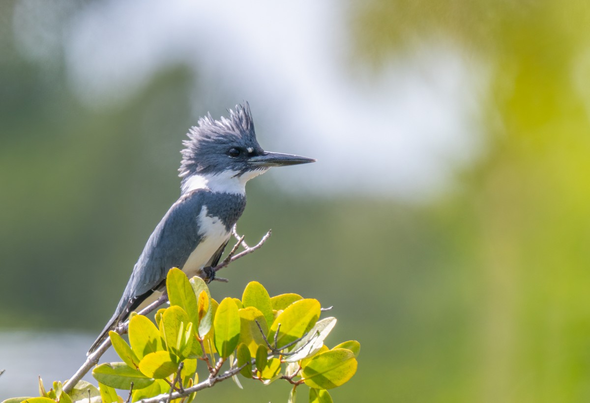 Martin handi iparramerikarra - ML644997891