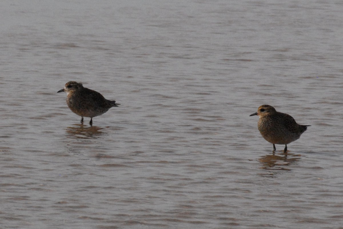 European Golden-Plover - ML644997897