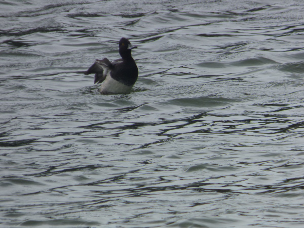 Lesser Scaup - ML644997898