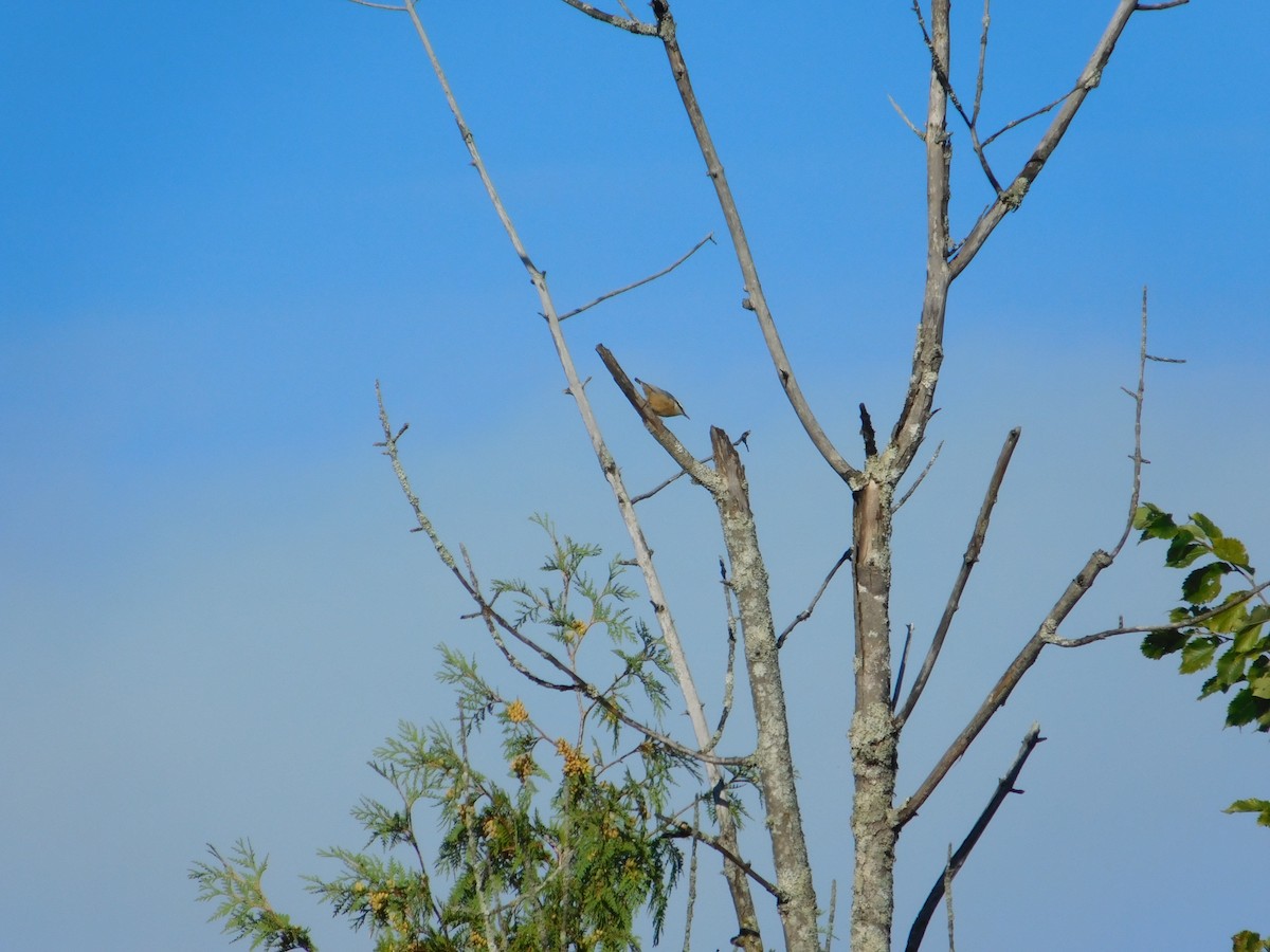 Red-breasted Nuthatch - ML644997899