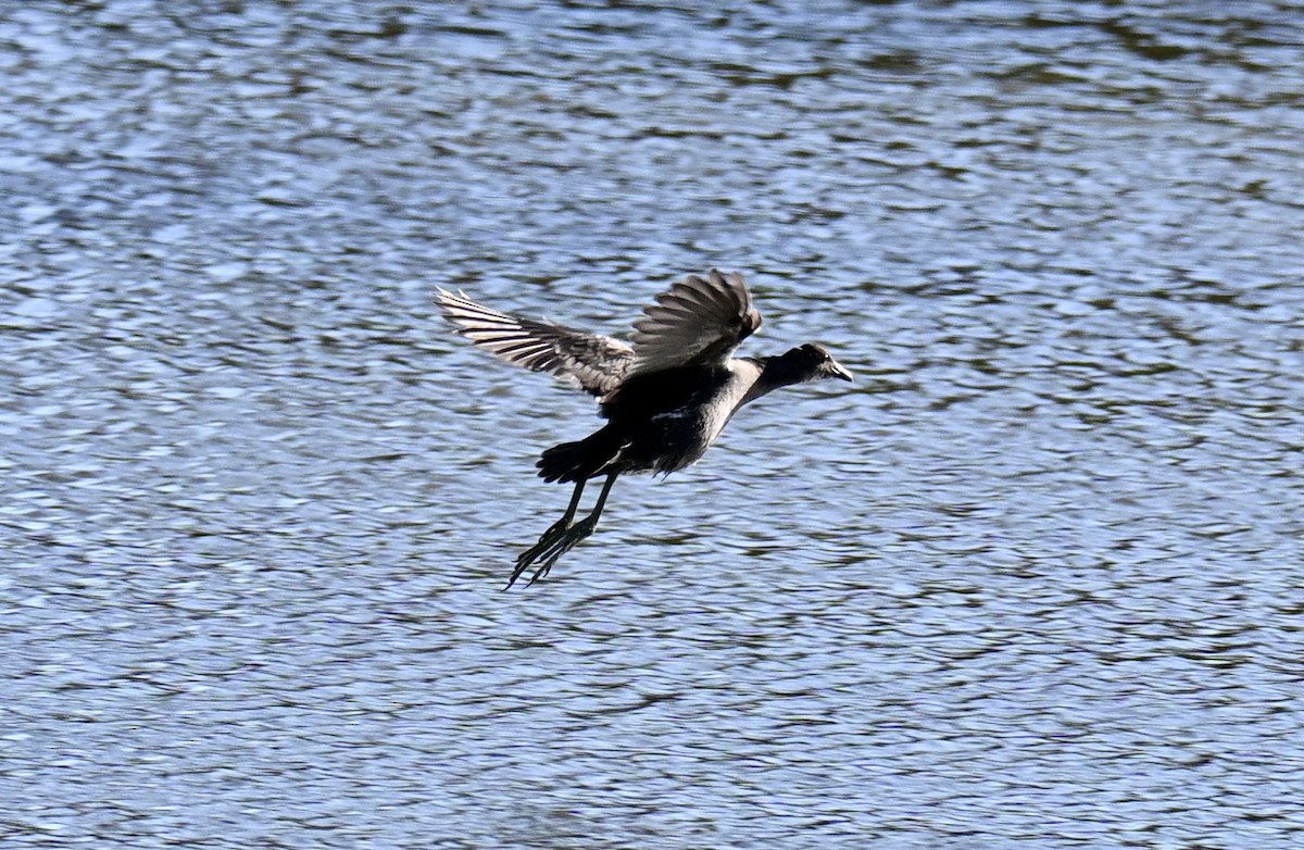 Common Gallinule - ML644997906