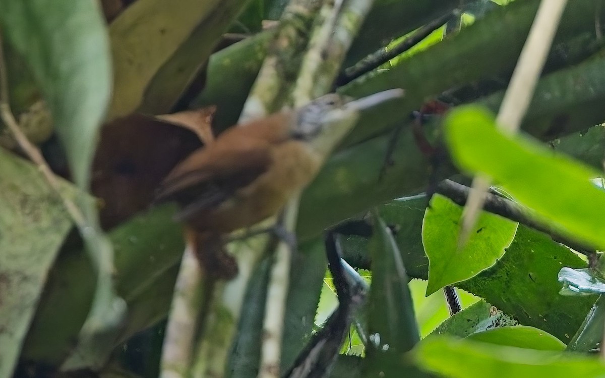 Long-billed Wren - ML644997908
